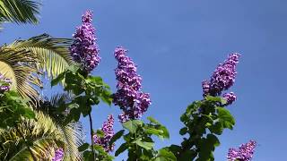 The Empress Tree Paulownia tomentosa [upl. by Tzong258]