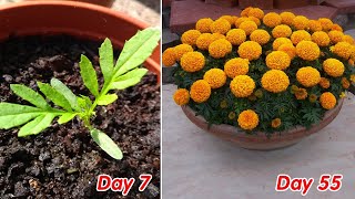 How to grow marigold  Tagetes in pots at home full update [upl. by Ocinom]