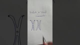 NEET BIOLOGY BIVALENT OR TETRAD CHROMOSOMES [upl. by Latashia]