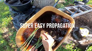 PROPAGATING BAMBOO  the easy way [upl. by Stallworth]