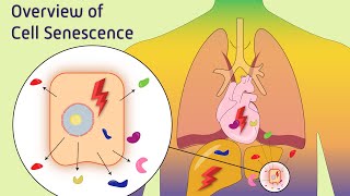 Overview of Cell Senescence [upl. by Yoho]