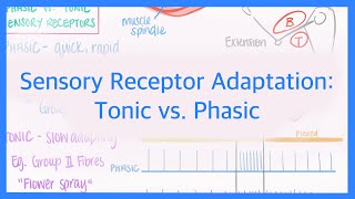 Sensory Receptor Adaptation Tonic vs Phasic Receptors [upl. by Lette]