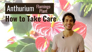 Anthurium Flamingo Plant Care Dos and Donts  BigBoyPlants [upl. by Zahavi]