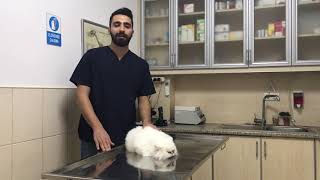 KEDİ VE KÖPEKLERDE TÜY DÖKÜLMESİNE KESİN ÇÖZÜM MUTLAKA İZLEYİN [upl. by Hun231]