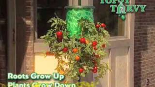 Topsy Turvy Tomato Tree  As Seen on TV Network [upl. by Henderson365]