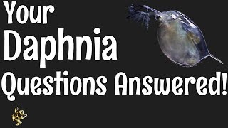 Daphnia Questions Answered [upl. by Charlena851]