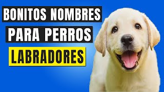 Nombres para perros machos labradores  Originales y Bonitos🥇 [upl. by Marillin]