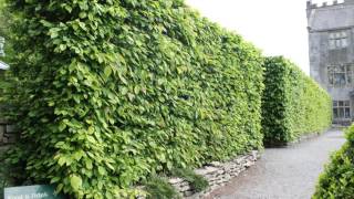 A focus on Hornbeam hedging All you need to know about Carpinus betulus [upl. by Nameloc493]