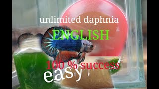 daphnia moina culture Easy way Unlimited production English  with sub Green water Chlorella [upl. by Osbourn]