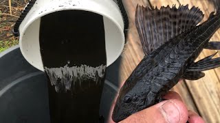 Black TAR WATER Fish SAVES KOI POND From Pond invasion [upl. by Ayar]