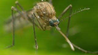 Mosquito Life Cycle  UHD 4K [upl. by Nilson746]