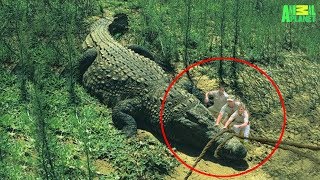 7 Largest Crocodiles Ever Recorded [upl. by Adnaugal]