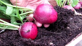 How to Grow Large Radishes  Spacing Low Fertilizer Loose Soil AAS Gardening Tips [upl. by Stefano]