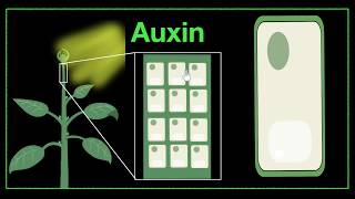 Major plant hormones amp how to remember  Control amp Coordination  Biology  Khan Academy [upl. by Gnous]