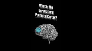 Dorsolateral Prefrontal Cortex DLPFC [upl. by Sasnett136]