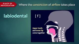 Introduction to Articulatory Phonetics Consonants [upl. by Hafirahs]