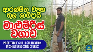 ආරක්ෂක බෝග වගාවProtected CulturePolytanal BSTpractical greenhouse මාළුමිරිස් [upl. by Avehs319]