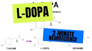 2Minute Neuroscience LDOPA [upl. by Kelci952]