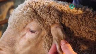 MSD Animal Health Sheep treatment techniques [upl. by Akeinahs872]