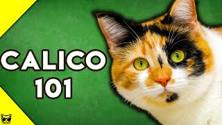 Calico Cats 101  Everything You Need To Know About Calico Cats [upl. by Arodasi]