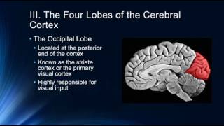 Introduction to the Cerebral Cortex [upl. by Cornish]