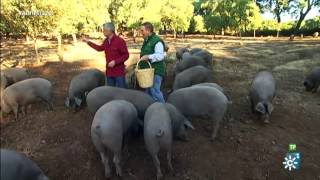 Andalucía Directo  Dehesa Cerdo ibérico [upl. by Manton]