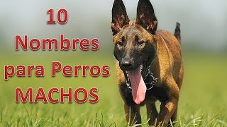 10 Nombres para Perros MACHOS [upl. by Monson]