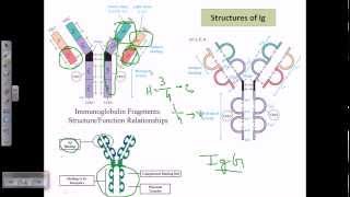 Antibody structure [upl. by Nelleeus]