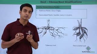 Class 11th – Root  Fibrous Root Modifications  Morphology of Flowering Plants  Tutorials Point [upl. by Hulen]