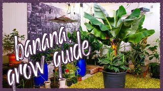 Grow Bananas Successfully Indoors Grow Guide [upl. by Chalmers]