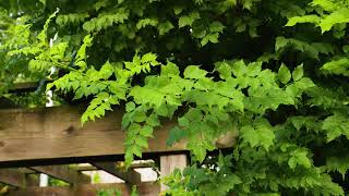 Campsis radicans  Common Trumpet Creeper [upl. by Dupin]