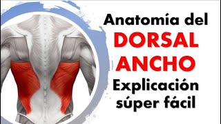 Anatomía del MÚSCULO DORSAL ANCHO ¡Explicación sencilla [upl. by Atinas]