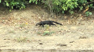 Tayra Pouso Alegre Lodge Brazil [upl. by Drawe]