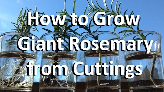 How to Grow Giant Rosemary from Cuttings 🌿 [upl. by Nedlog450]