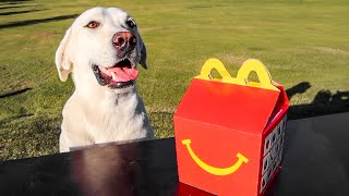 LABRADOR HAS FIRST MCDONALDS HAPPY MEAL [upl. by Hanikehs]