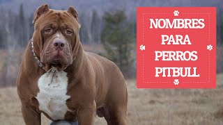 Nombres UNICOS para PERROS PITBULL ❗❗ RUDOS Y PODEROSOS ⚡⚡ [upl. by Jesselyn]