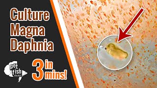 How to culture DAPHNIA MAGNA  The easy way [upl. by Christal485]