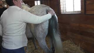 Mare udder development and foaling date [upl. by Jovita591]