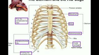 Anatomy  The Sternum Rib Cage amp Vertebrae [upl. by Tterrab]