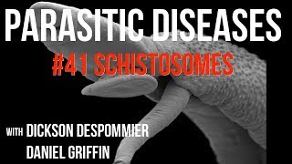 Parasitic Diseases Lectures 41 Schistosomes [upl. by Nicol]