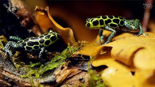 Pfeilgiftfrosch Ranitomeya imitator [upl. by Nomis867]