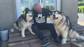 Grandad Is The Dog Whisperer Malamutes Love Him [upl. by Weissberg]