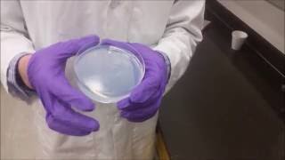 Preparation of a Sol Gel [upl. by Ynattir]