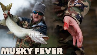 Musky Fever Fly Fishing an Apex Predator [upl. by Limemann545]