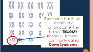 Karyotypes [upl. by Ahsayn]