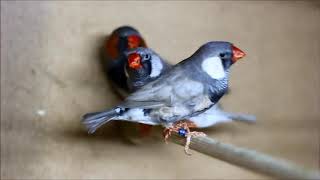 Zebra finches 2017 Oskar Kelemen [upl. by Selyn]