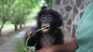 Baby bonobo rescued from hunters [upl. by Airdnahc]