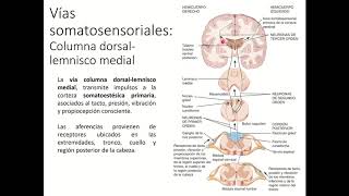 Vía Somatosensitiva Columna dorsal lemnisco medial [upl. by Germain572]