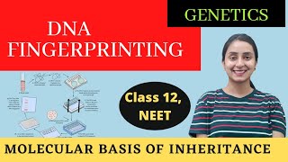 DNA Fingerprinting  Class 12  Molecular Basis of Inheritance [upl. by Ahsehat773]