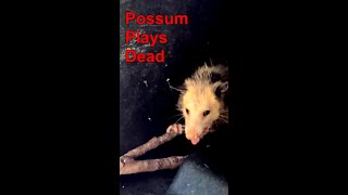 Possum Plays Dead [upl. by Yehs]